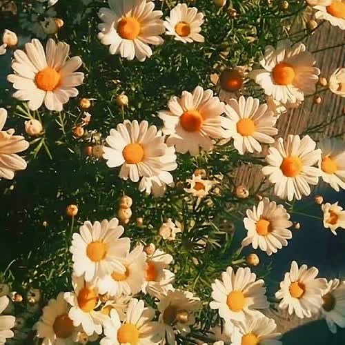 gcc15632767237-洋葱分享库