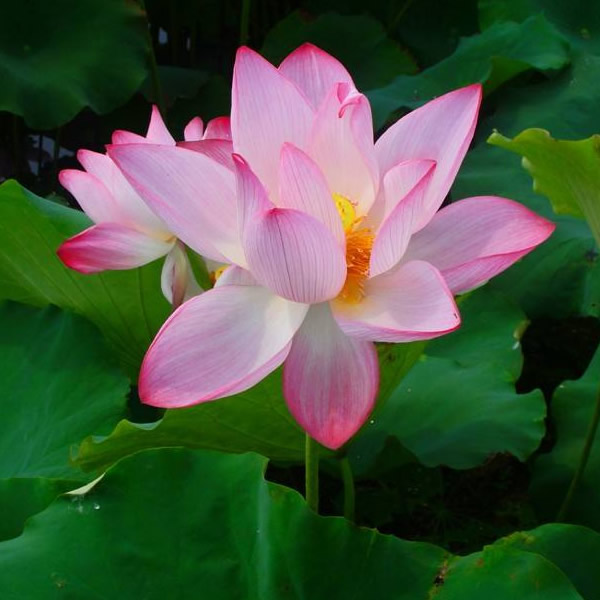 991314520i-洋葱分享库