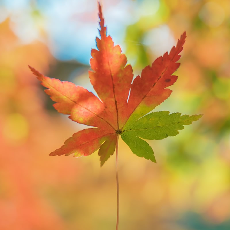 wangyasi-洋葱分享库