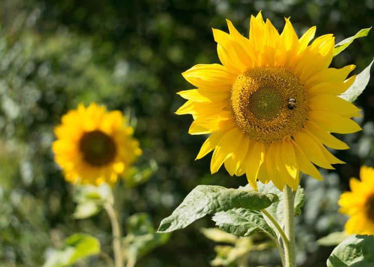 asdfghjklzxc-洋葱分享库